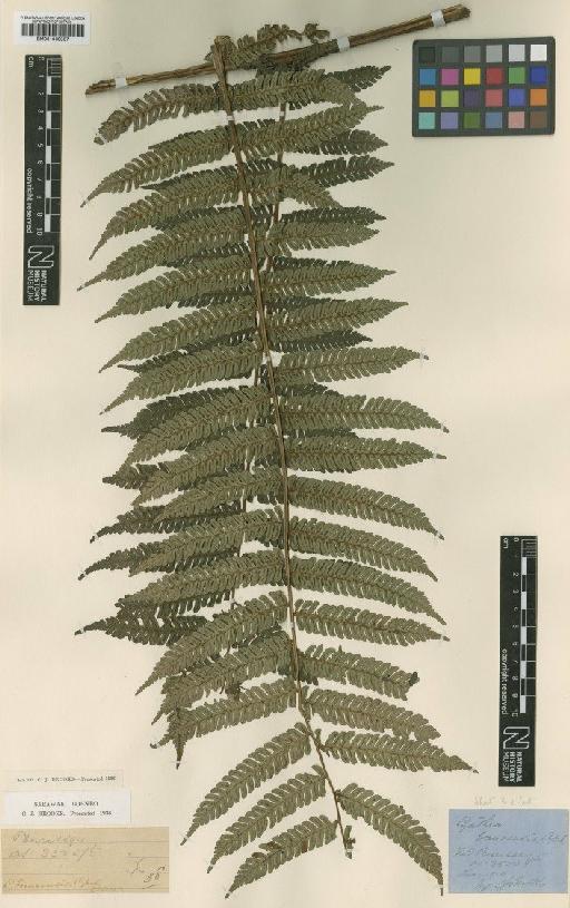 Cyathea borneensis Copel. - BM001039987