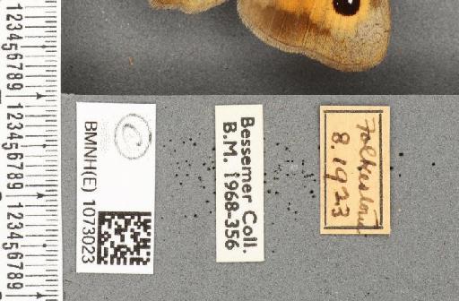 Maniola jurtina insularis ab. antiultrafulvescens Leeds, 1950 - BMNHE_1073023_label_39766