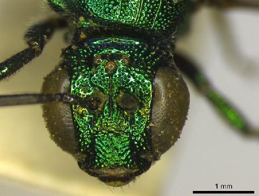 Ceratina viridula Smith, F., 1879 - 969507 Ceratina viridula type head