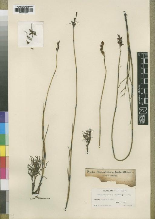 Thamnochortus pluristachyus Mast. - BM000922392