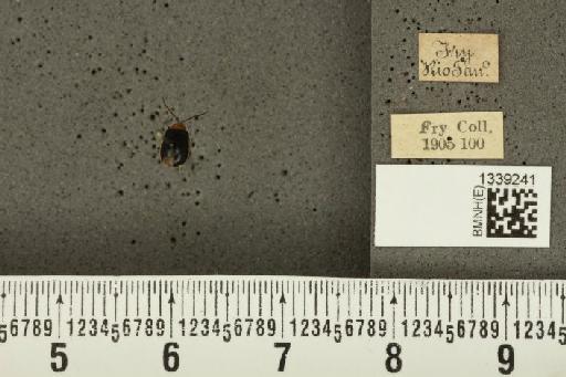 Isotes puella (Baly, 1886) - BMNHE_1339241_21885