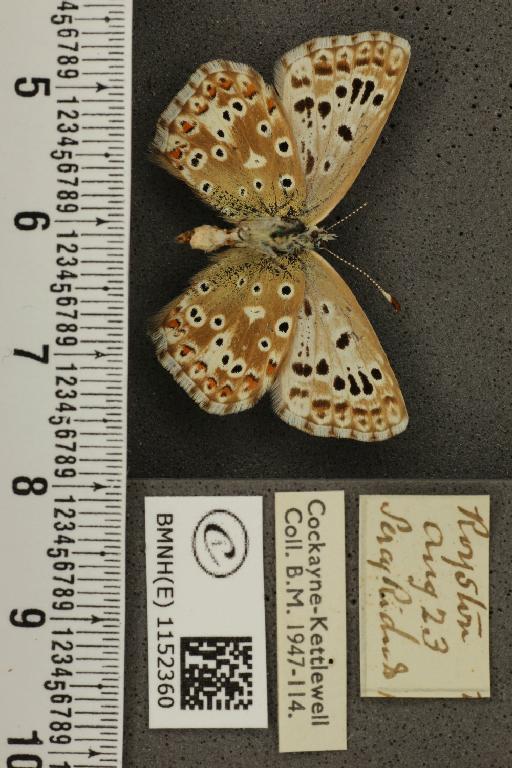 Lysandra coridon ab. antico-juncta Tutt, 1910 - BMNHE_1152360_103469
