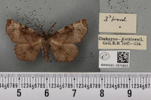 Selenia tetralunaria ab. nigrescens Cockayne, 1949 - BMNHE_1876865_a_449250