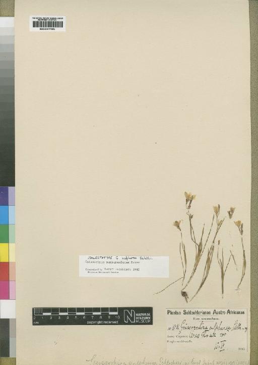 Geissorhiza purpureolutea Baker - BM000911952