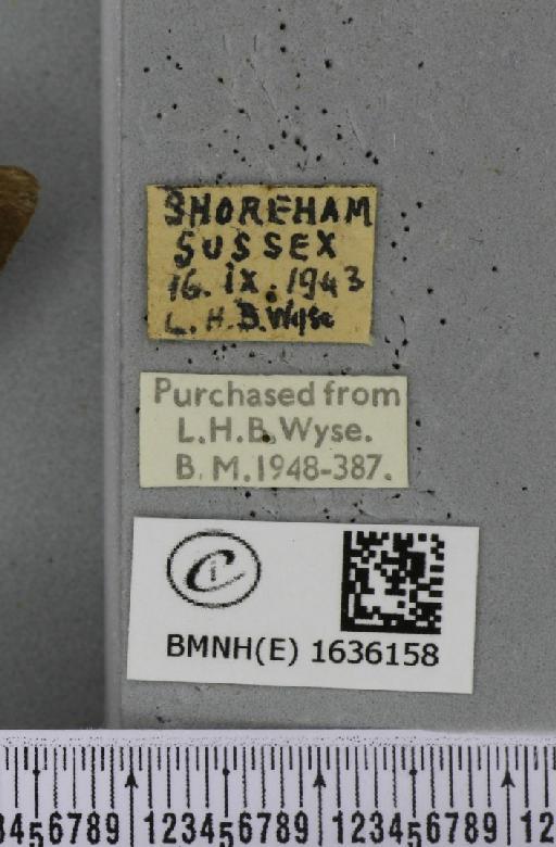 Macroglossum stellatarum (Linnaeus, 1758) - BMNHE_1636158_label_205922