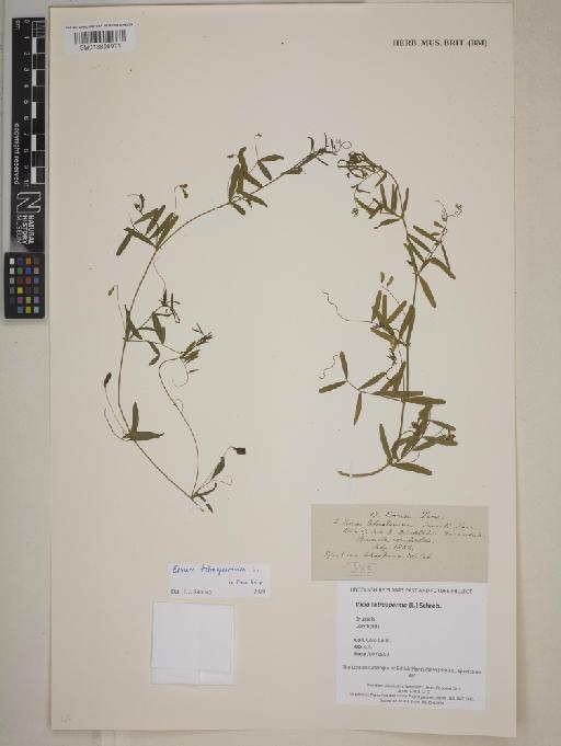 Vicia tetrasperma (L.) Schreb. - BM013858971