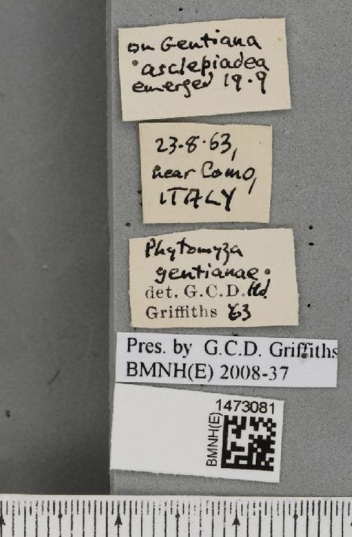 Chromatomyia gentianae (Hendel, 1920) - BMNHE_1473081_label_48355