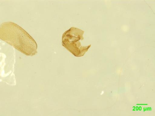 Omaliinae MacLeay, W. S., 1825 - 010189154___7