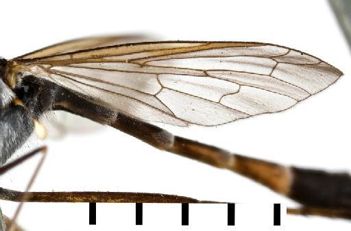 Systropus ( teinopelmus) nandinus Bowden, 1967 - Systropus nandinus - wing