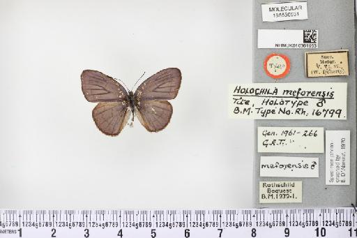 Candalides meforensis (Tite, 1963) - NHMUK010361953 Candalides (Holochila) meforensis HT male (1)