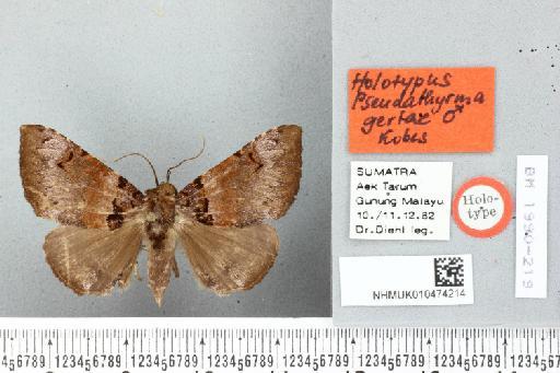 Pseudathyrma gertae Kobes, 1985 - NHMUK 010474214 Pseudathyrma gertae Kobes 1985 Holotypus F Sumatra