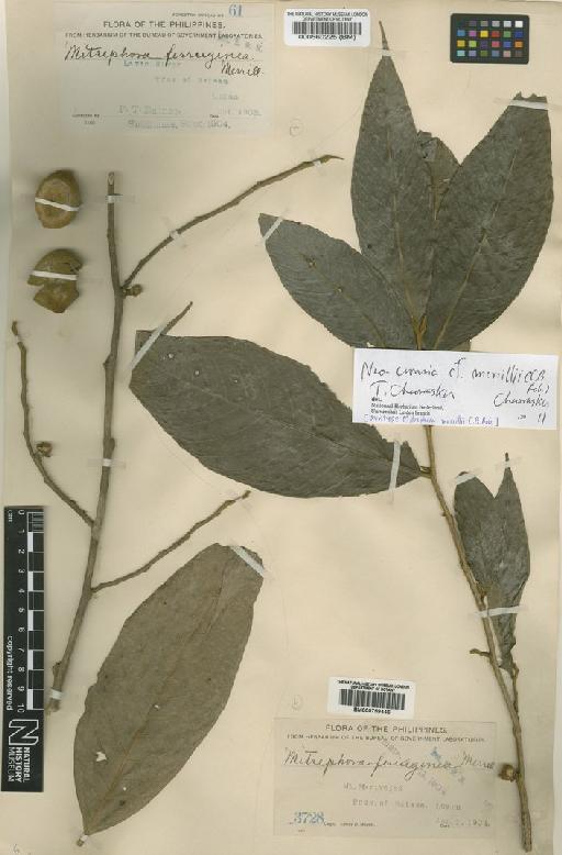 Neo-uvaria merrillii (C.B.Rob.) Chaowasku - BM000759446