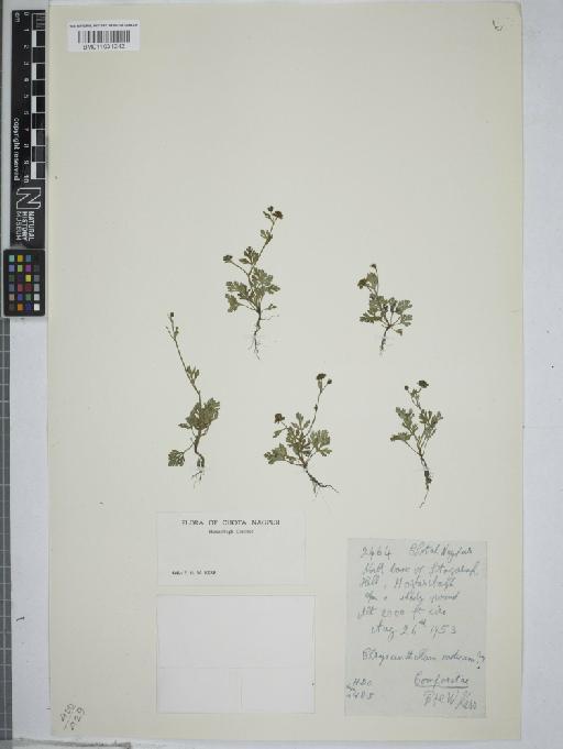 Chrysanthellum americanum (L.) Vatke - 011031242