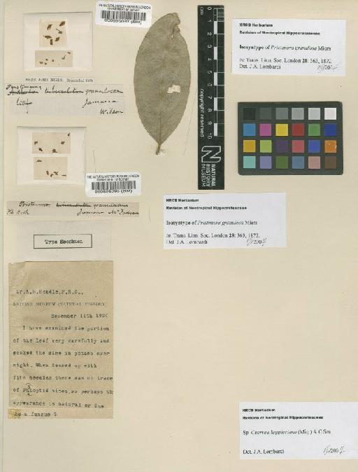 Cuervea kappleriana (Miq.) A.C.Sm. - BM000595096