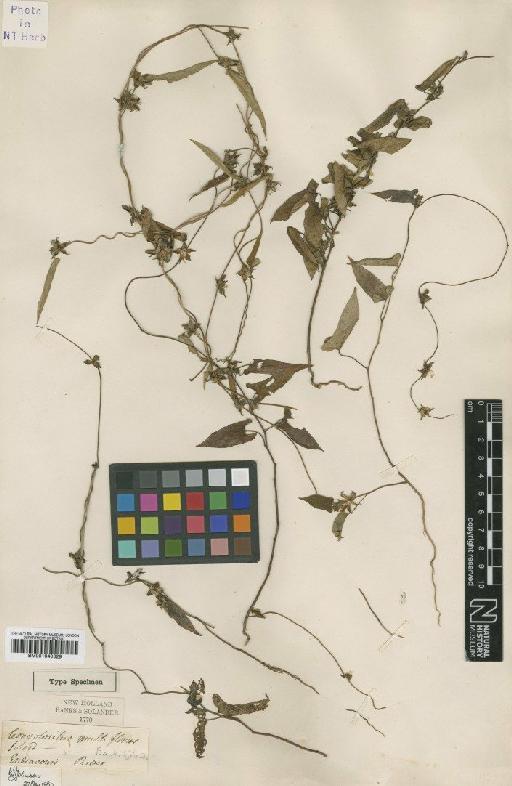 Ipomoea eriocarpa R.Br. - BM001040629