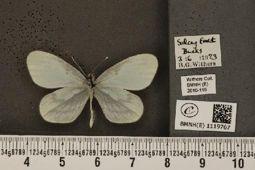 Leptidea sinapis sinapis Linnaeus, 1758 - BMNHE_1119767_74562