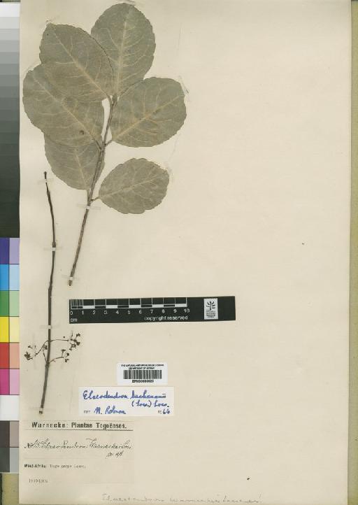 Elaeodendron buchananii (Loes.) Loes. - BM000838826