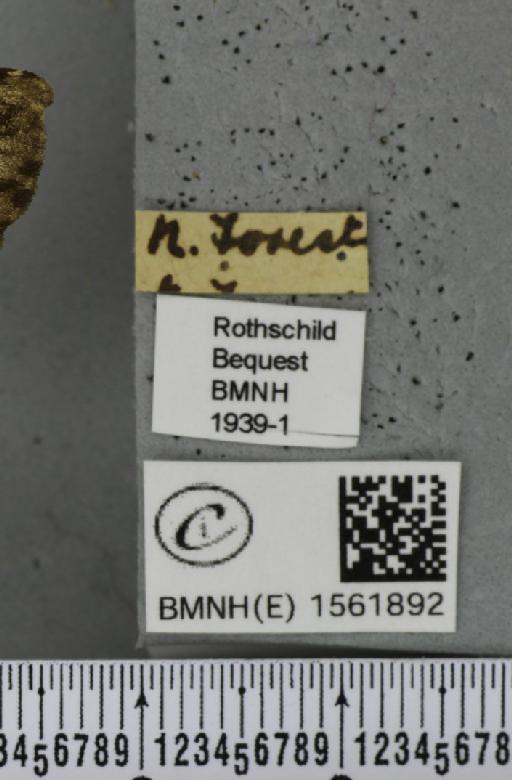 Lymantria monacha (Linnaeus, 1758) - BMNHE_1561892_label_251590