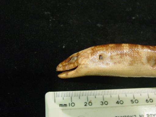 Eugongylus albofasciolatus albofasciolatus - Eugongylus albofasciolatus type 1946.8.13.74 016.JPG