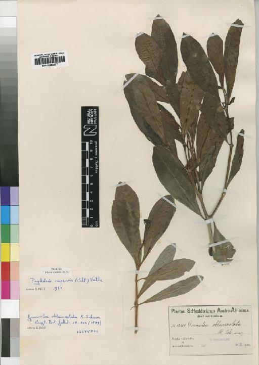Psychotria capensis (Eckl.) Vatke - BM000903377