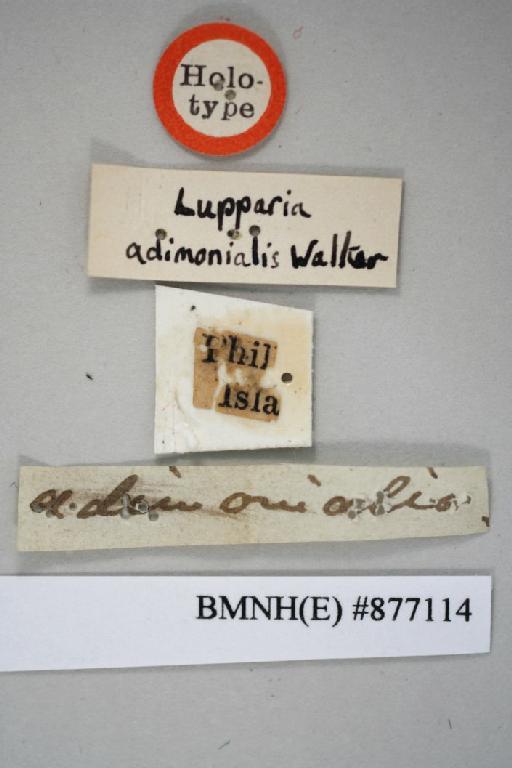 Lupparia adimonialis Walker, 1868 - Lupparia adimonialis Walker, F, 1868, unsexed, holotype, labels. Photographer: Aging Wang. BMNH(E)#877114