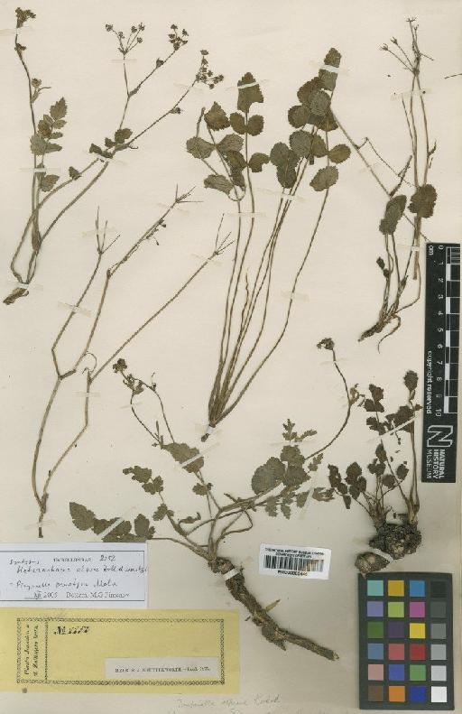 Pimpinella pruatjan Molk. - BM000885446