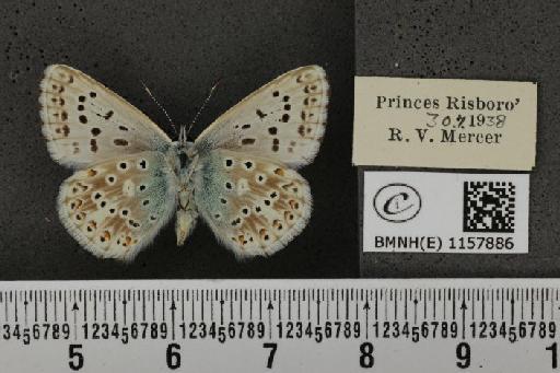 Lysandra coridon ab. ochrea Bright & Leeds, 1938 - BMNHE_1157886_113534