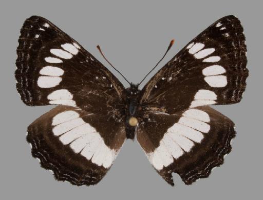 Neptis katama Collins & Larsen - BMNH(E)#1719062_Neptis_katama_Collins&Larsen_holotype_male_dorsal