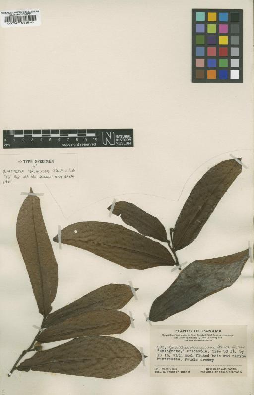 Guatteria aeruginosa Standl. - BM000547164