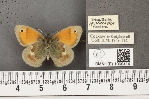 Coenonympha pamphilus (Linnaeus, 1758) - BMNHE_1066414_27761