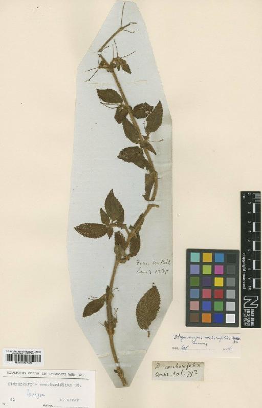 Didymocarpus corchorifolius Wall. - BM000997726