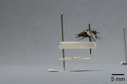 Sarcophaga (Myorhina) nigriventris Meigen, 1826 - 015091674_lateral