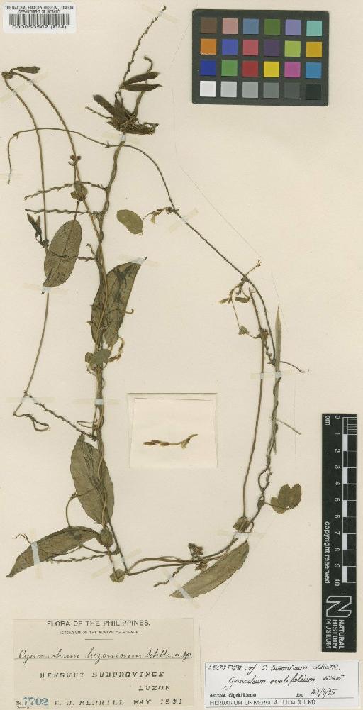 Cynanchum luzonicum Schltr. - BM000053507