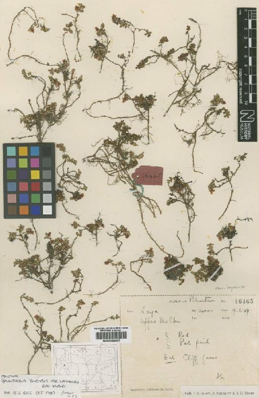 Gaultheria sinensis var. layaensis Rae & Long - BM000839437