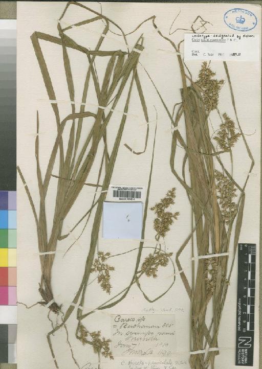 Carex spicatopaniculata C.B.Clarke - BM000797614