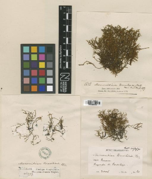 Macrocoma brasiliensis (Mitt.) Vitt - BM000873289_a