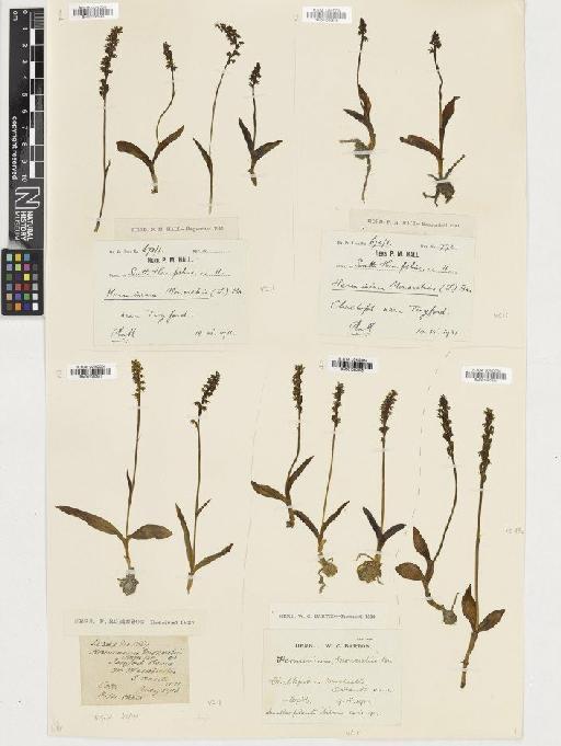 Herminium monorchis (L.) R.Br. - BM001080545