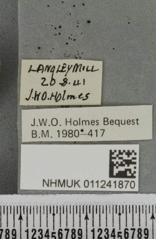 Antitype chi (Linnaeus, 1758) - NHMUK_011241870_label_642979