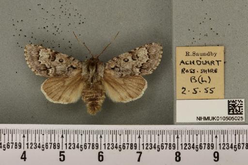 Acronicta menyanthidis scotica (Tutt, 1891) - NHMUK_010505025_562406