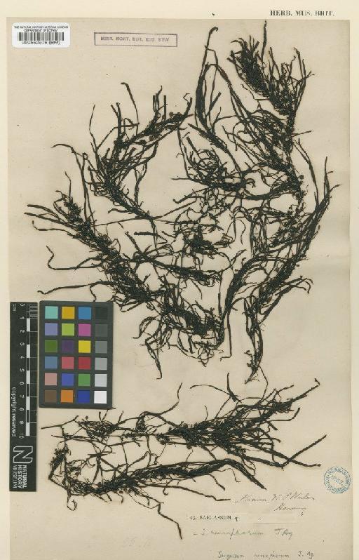 Sargassum neurophorum J.Agardh - BM000562978