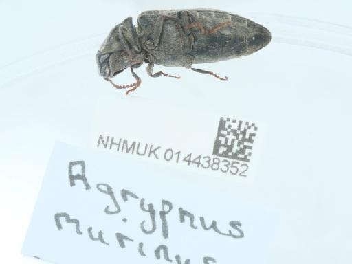 Agrypnus murinus (Linnaeus, 1758) - 014438352_1