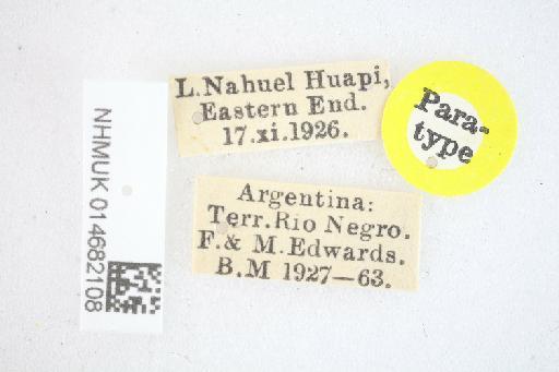 Anthomyia citreibasis (Malloch, 1934) - Anthomyia citreibasis PT labels
