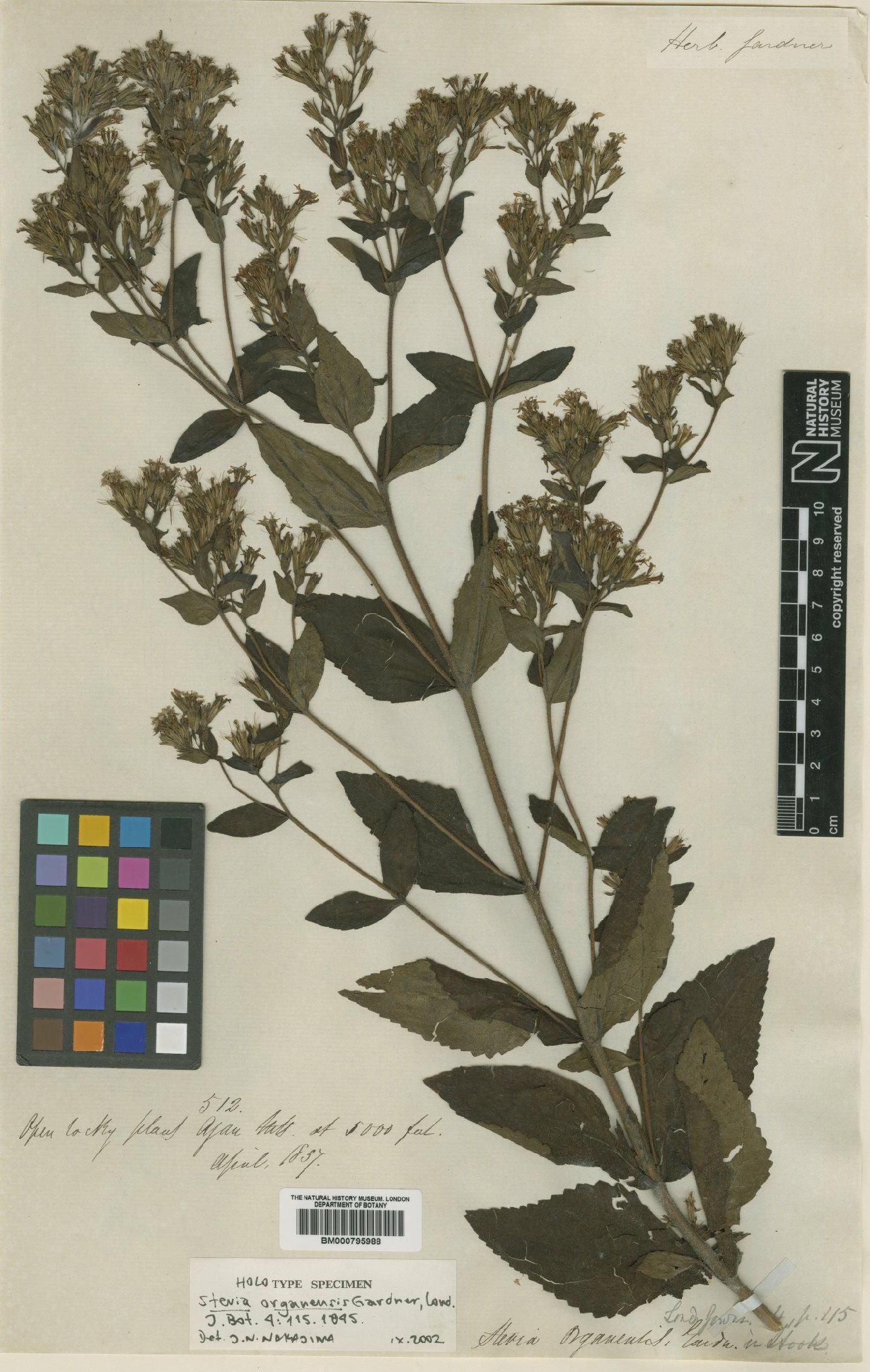 To NHMUK collection (Stevia organensis Gardner; Holotype; NHMUK:ecatalogue:4989056)