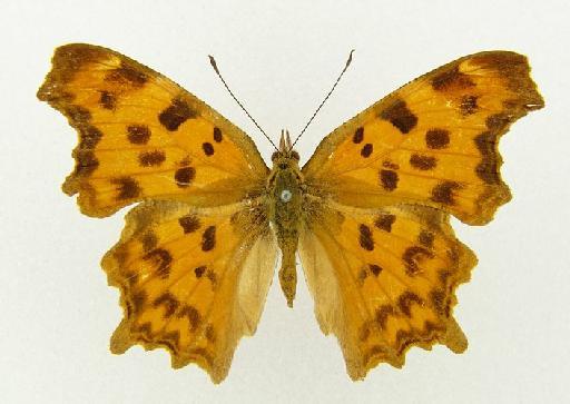 Polygonia extensa Leech - Polygonia extensa type female