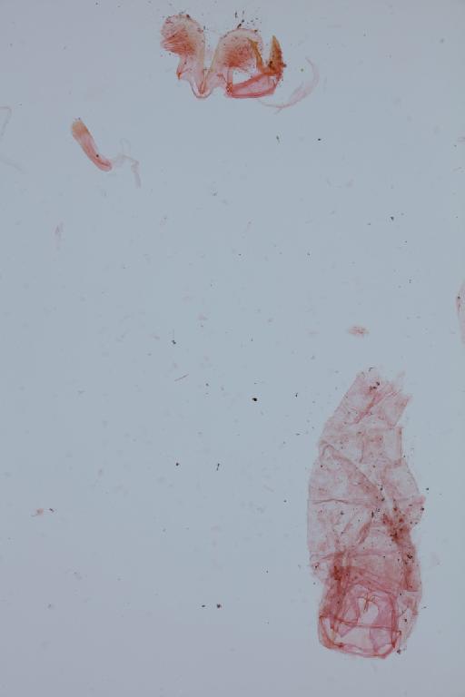 Glaucocharis natalensis (Hampson, 1919) - non-Pareromene_genitalia_m_7556_for_NHMUK0105307_from_glued_abdomen