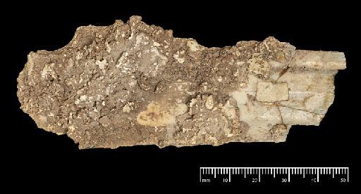 Toxodon platensis Owen, 1837 - NHMUK PV M 102046b_2