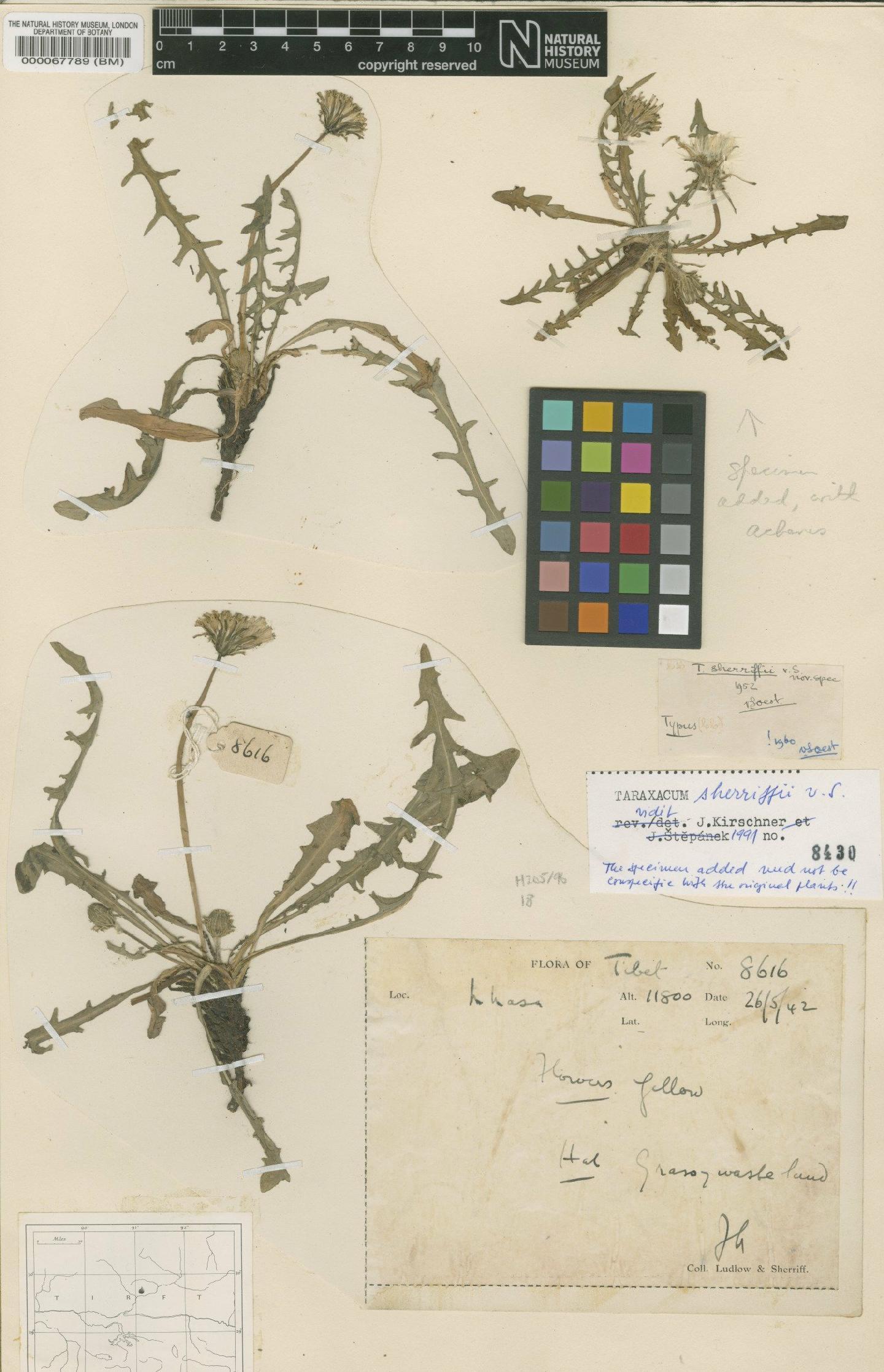 To NHMUK collection (Taraxacum sherriffii Soest; Type; NHMUK:ecatalogue:481701)