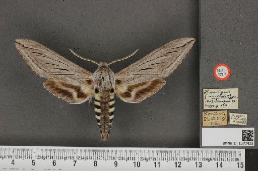 Sphinx asellus (Rothschild & Jordan, 1903) - BMNH(E) 1377432 Sphinx asellus dorsal and labels.JPG