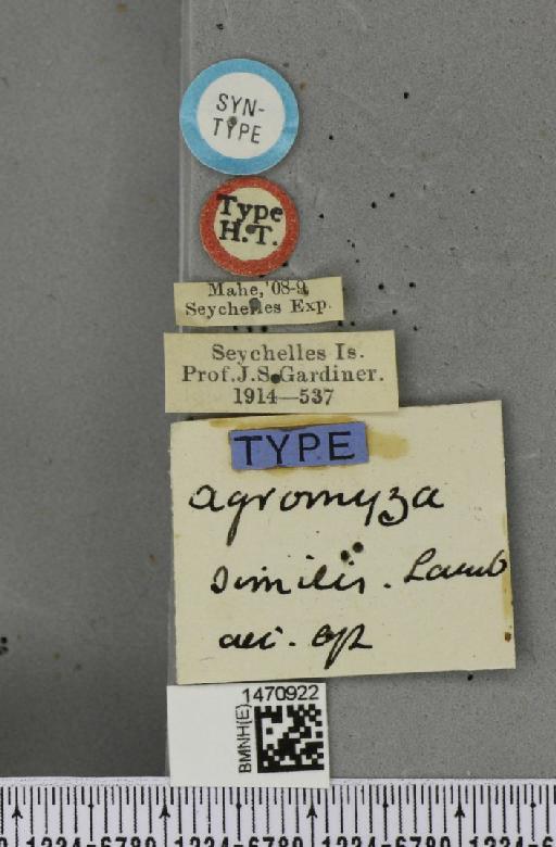 Melanagromyza similis Lamb, 1912 - BMNHE_1470922_label_45662