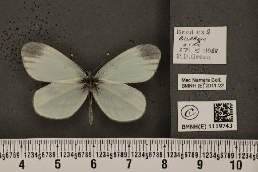 Leptidea sinapis juvernica Williams, 1946 - BMNHE_1119743_74082